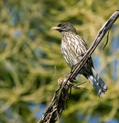 Palmchat