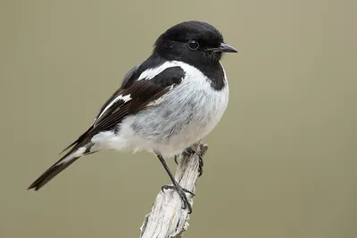 Hooded Robin