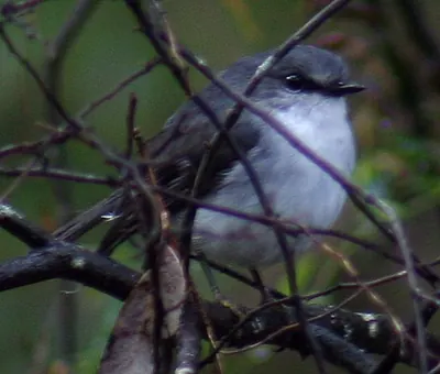 White-breasted Robin