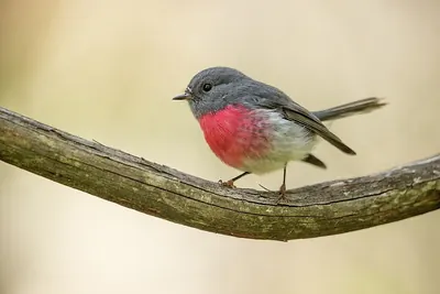 Rose Robin