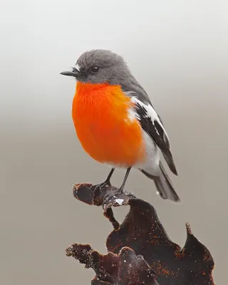 Flame Robin