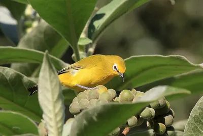 Northern Yellow White-eye