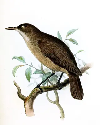 Dusky White-eye