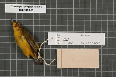 Kirk's White-eye