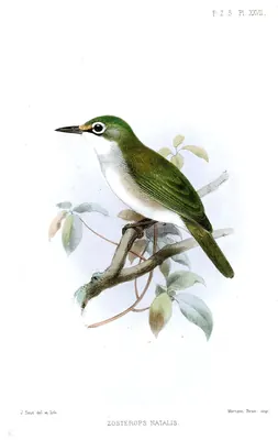 Christmas White-eye