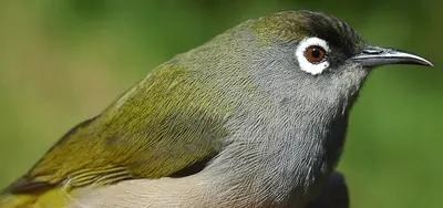 Reunion Olive White-eye