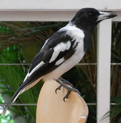 Pied Butcherbird