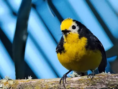 Golden-fronted Redstart