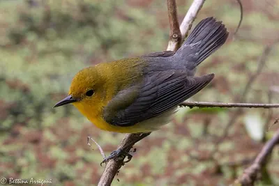 Prothonotary Warbler