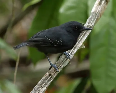 Plumbeous Antshrike