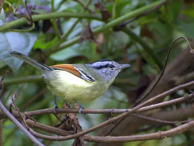 Rufous-winged Antwren