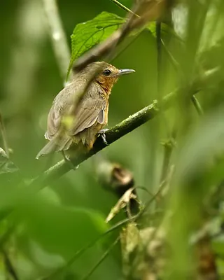 Dusky Antbird