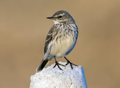 Water Pipit