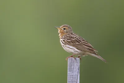 Red-throated Pipit