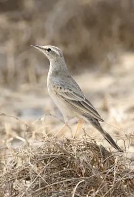 Long-billed Pipit