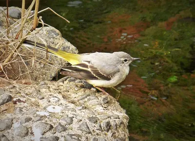 Grey Wagtail