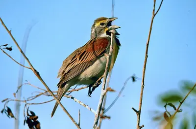 Dickcissel