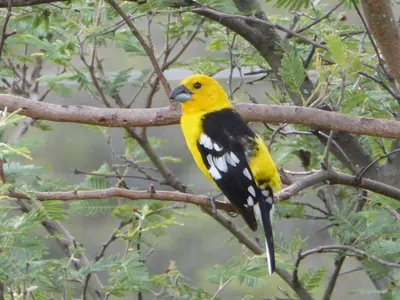 Golden Grosbeak