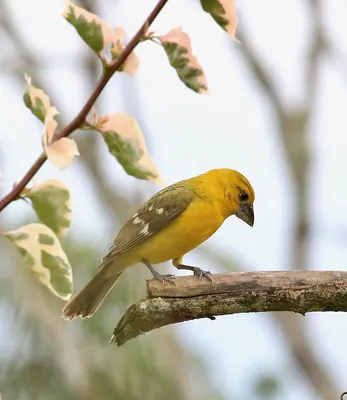 Mexican Yellow Grosbeak