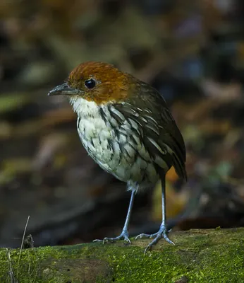 Chestnut-crowned Antpitta
