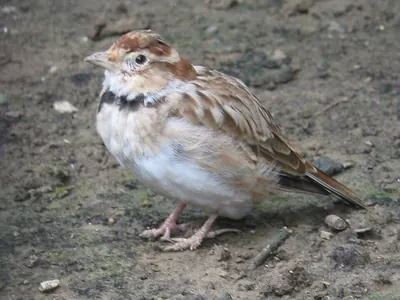 Mongolian Lark
