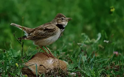 Calandra lark