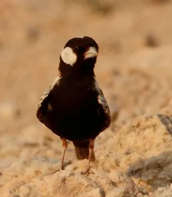 Grey-backed Sparrow-Lark