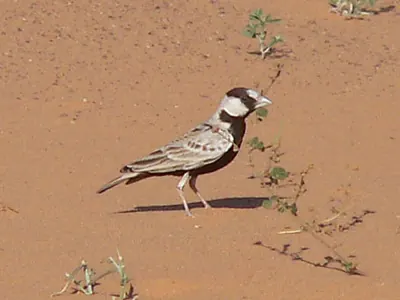 Black-crowned Sparrow-Lark