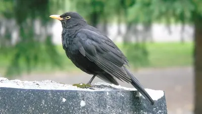 Eurasian Blackbird