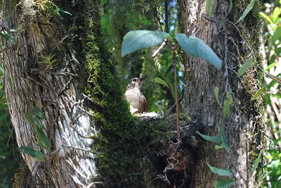 Pale-breasted Thrush