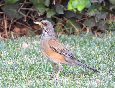 Rufous-backed Robin