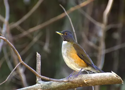 White-necked Thrush