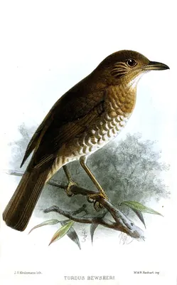 Comoro Thrush