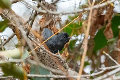 Dusky Tapaculo