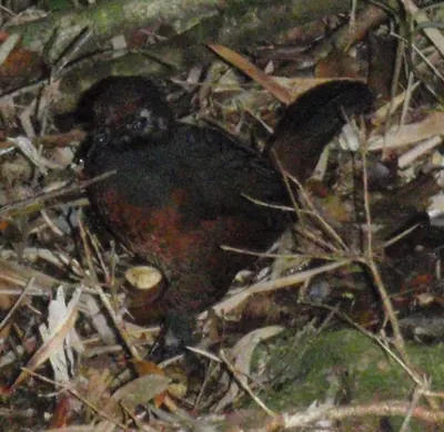 Black-throated Huet-huet