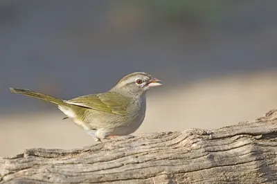 Olive Sparrow