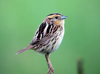 LeConte's Sparrow