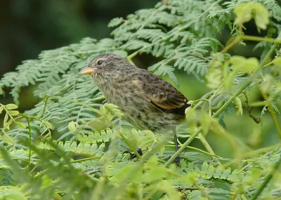 Cocos Island Finch