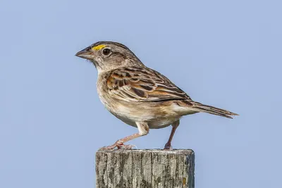 Grassland Sparrow