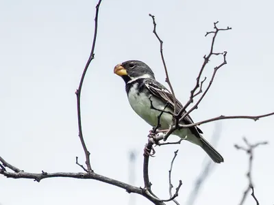 Parrot-billed Seedeater