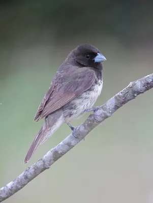 Yellow-bellied Seedeater