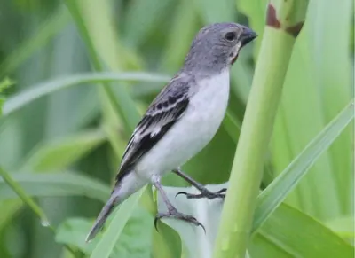 Chestnut-throated Seedeater