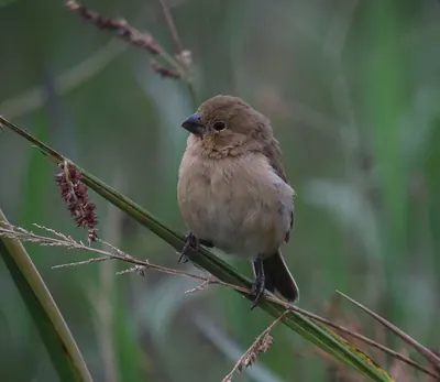 Ruddy-breasted Seedeater