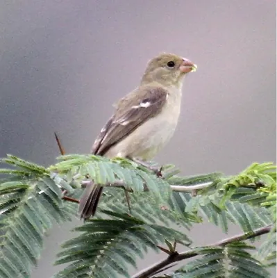 Drab Seedeater
