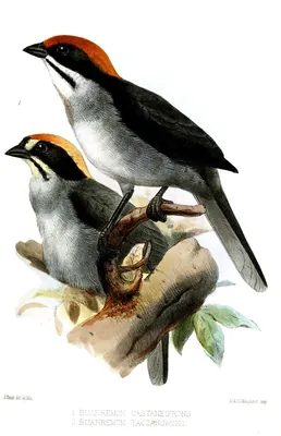 Slaty Brush-finch