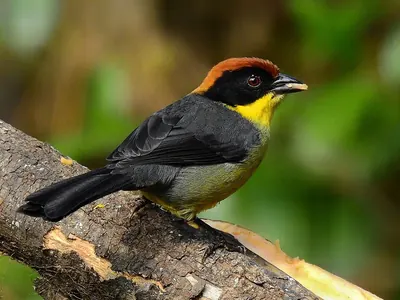 Yellow-breasted Brush-Finch