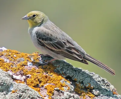 Cinereous Bunting