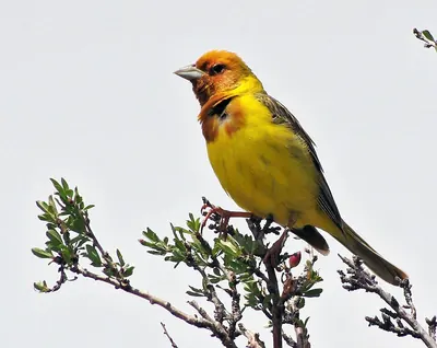 Red-headed Bunting