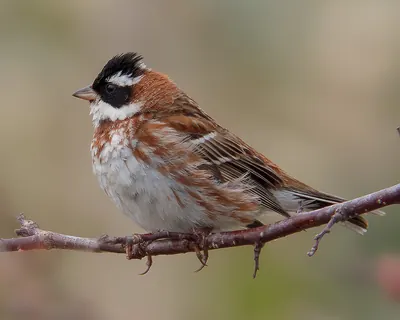 Rustic Bunting