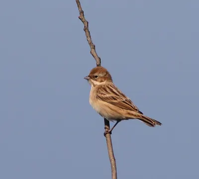 Pallas's Reed Hunting